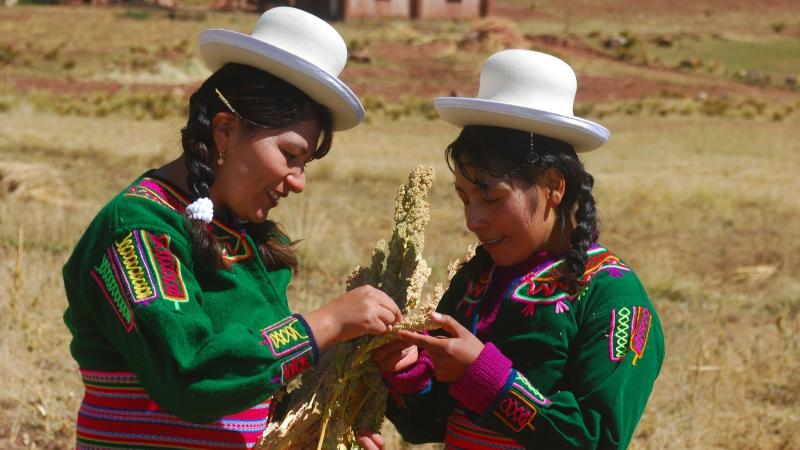 Exportación de quinua de Perú creció en más de 40% hasta julio de 2024