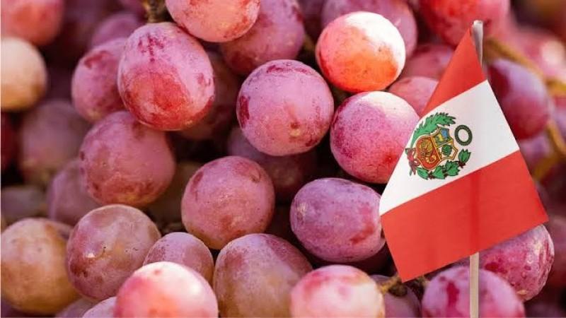 Exportación de uva de mesa registra un crecimiento en volumen 114.2%