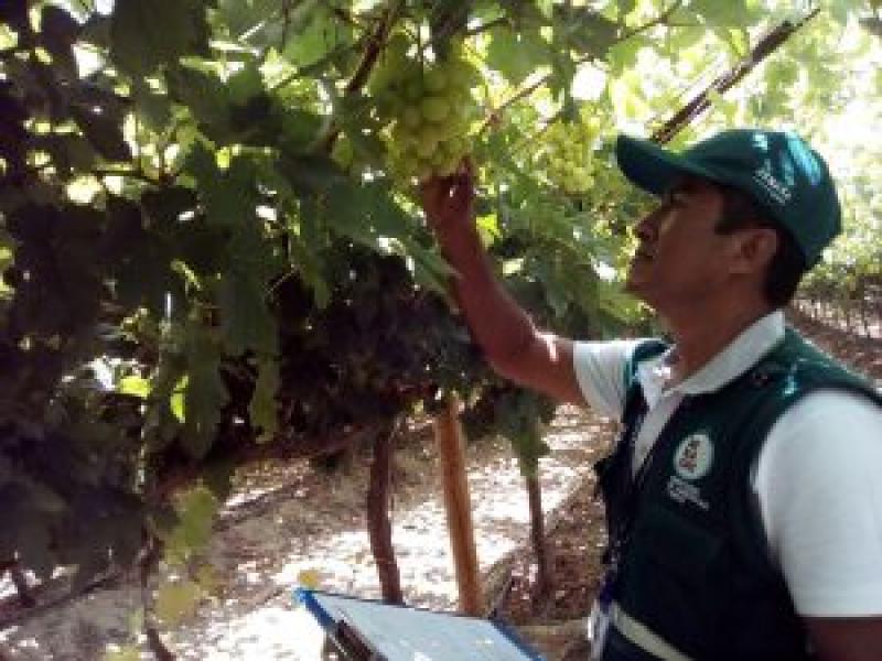 Exportación de uva por parte de Piura crecería hasta 23% en volumen en campaña 2016/2017