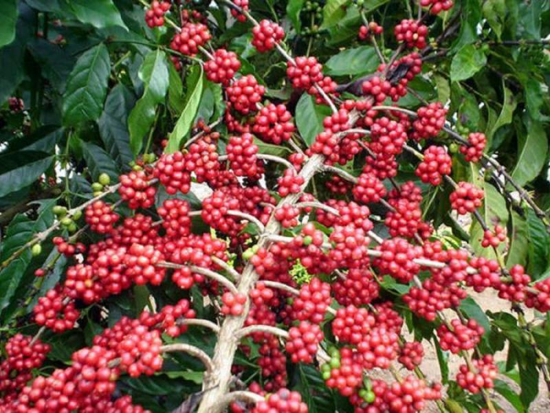 Exportación peruana de café caería 11.4% este año