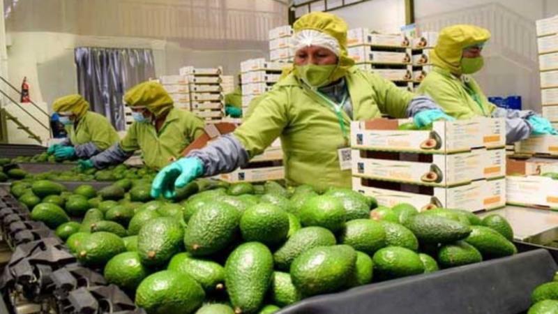 Exportación peruana de palta cayó -14% en volumen, pero creció +12% en valor en el segundo trimestre de 2024