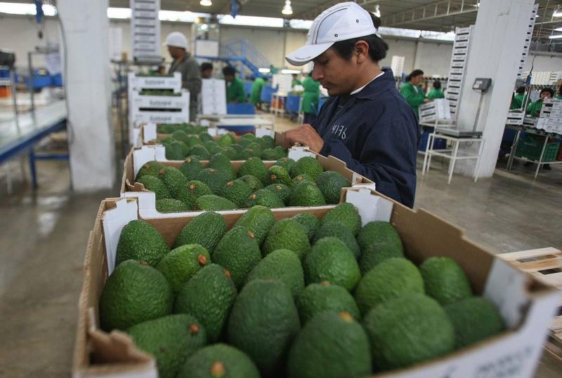 Exportaciones a Japón suman US$ 506 millones en primer semestre de 2016