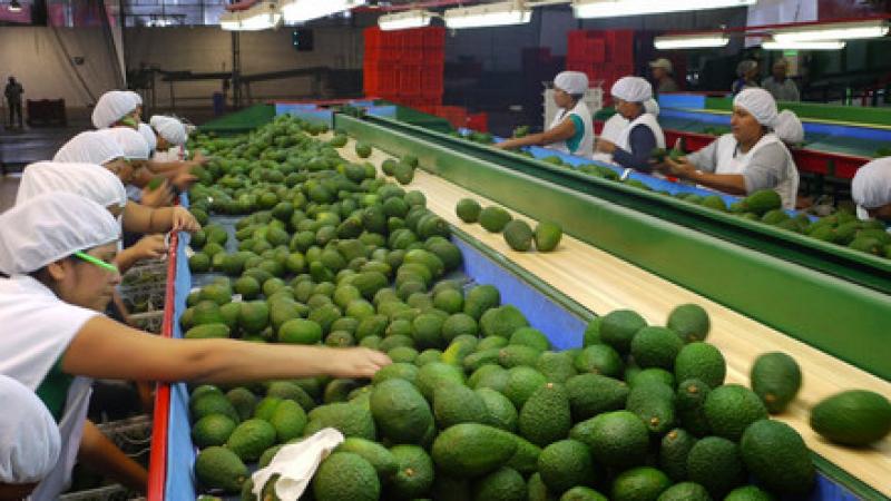 Exportaciones agrarias no tradicionales cayeron 0.4% en julio