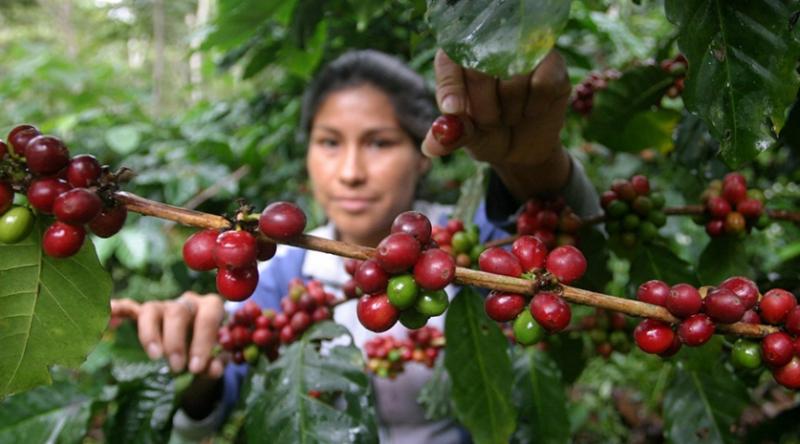 Exportaciones agrícolas tradicionales sumaron US$ 139.1 millones en enero de 2022, registrando un alza de 257.6%