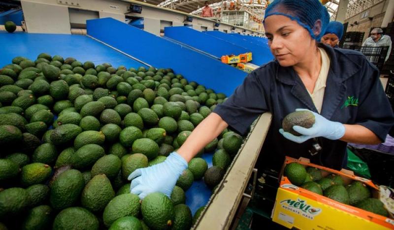 Exportaciones agroalimentarias mexicanas crecen 4.48% en los primeros cinco meses del 2023