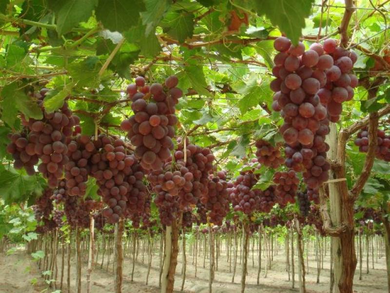 EXPORTACIONES AGROPECUARIAS DE LA MACRO REGIÓN CENTRO CRECIERON EN 28.1%