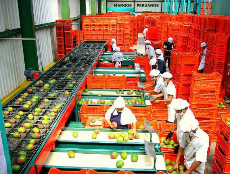 EXPORTACIONES AGROPECUARIAS NO TRADICIONALES ALCANZARON US$ 536 MILLONES 