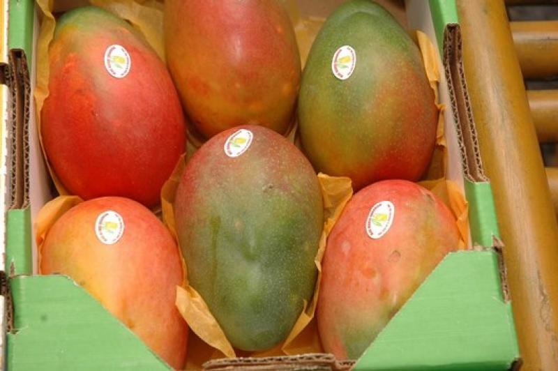 EXPORTACIONES ANCASHINAS DE MANGO CRECIERON MÁS DEL 70% 