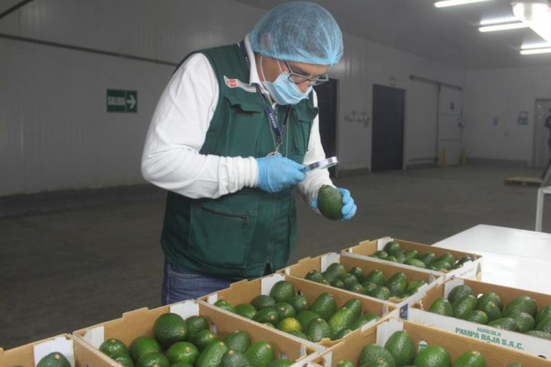 Exportaciones arequipeñas de palta ascendieron a 7.700 toneladas en 2021