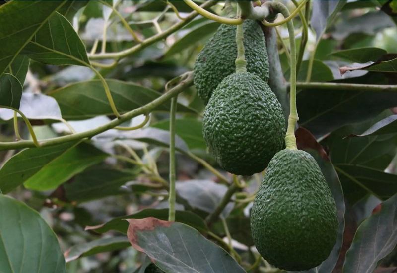 Exportaciones colombianas de palta Hass crecieron 53% en volumen en enero