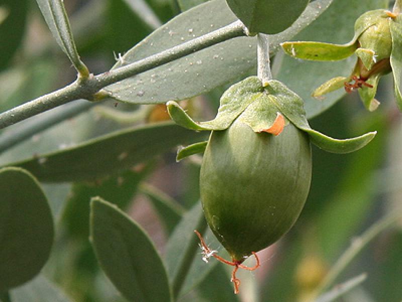 EXPORTACIONES DE ACEITES VEGETALES CRECIERON 178%