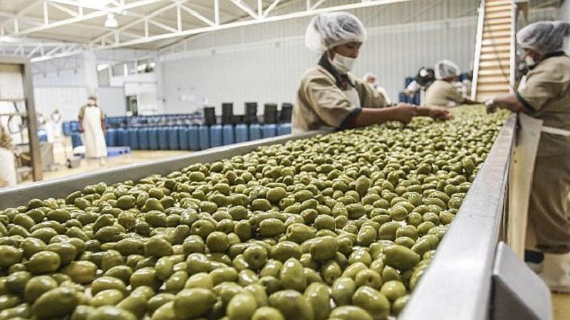 Exportaciones de aceituna de Perú crecieron en volumen 155% en junio de 2025