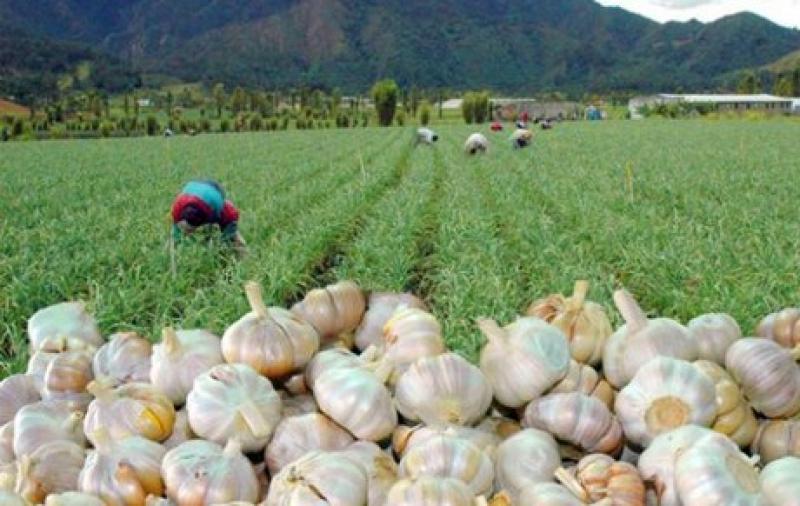 Exportaciones de ajo peruano avanzan a paso firme