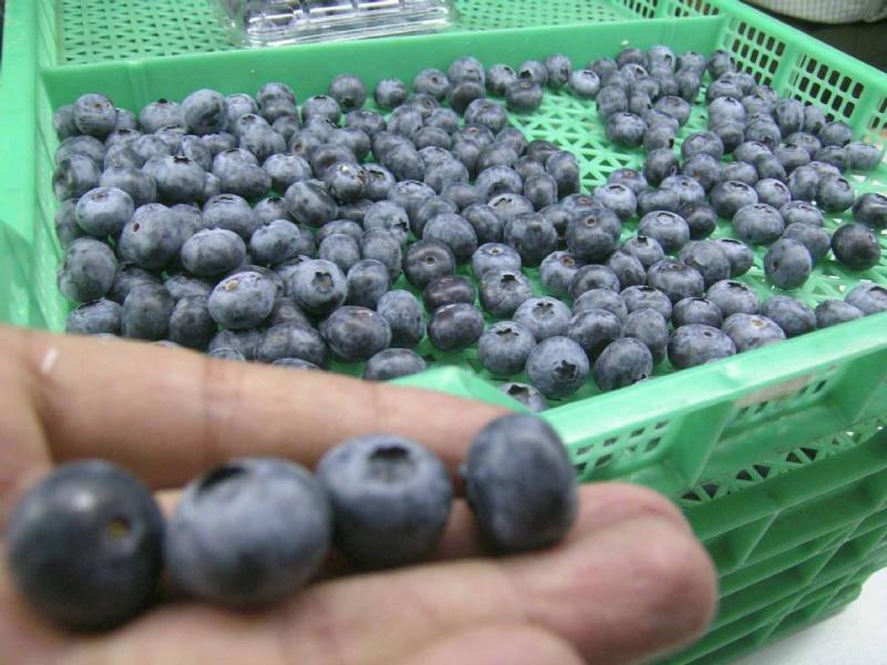EXPORTACIONES DE ARÁNDANOS SUMARÍAN US$ 40 MILLONES AL CIERRE DEL AÑO