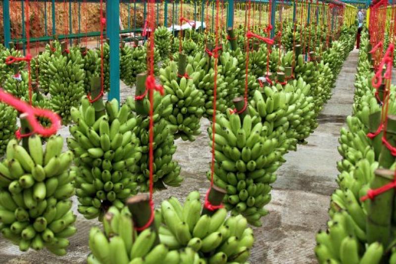 EXPORTACIONES DE BANANO CRECIERON 28% EN VALOR DURANTE ENERO-MAYO DE 2015