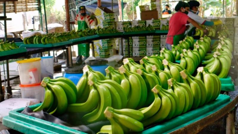 Exportaciones de bananos ya alcanzan los US$ 140 millones