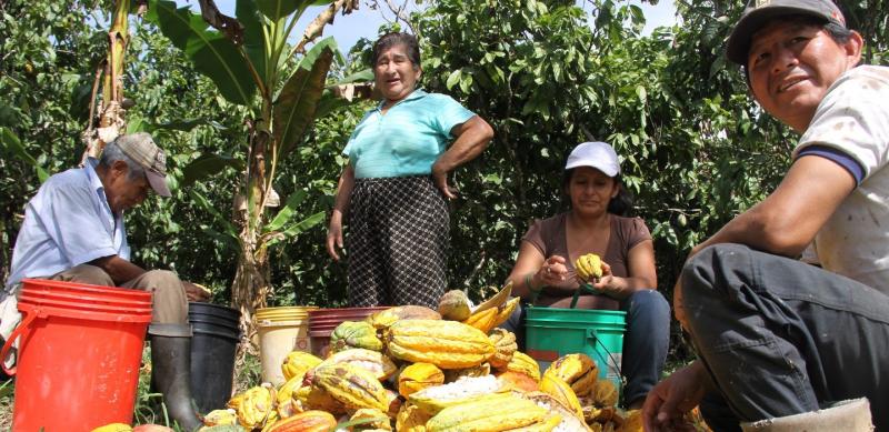 Exportaciones de cacao de la CAC Satipo crecerían 66.6% este año