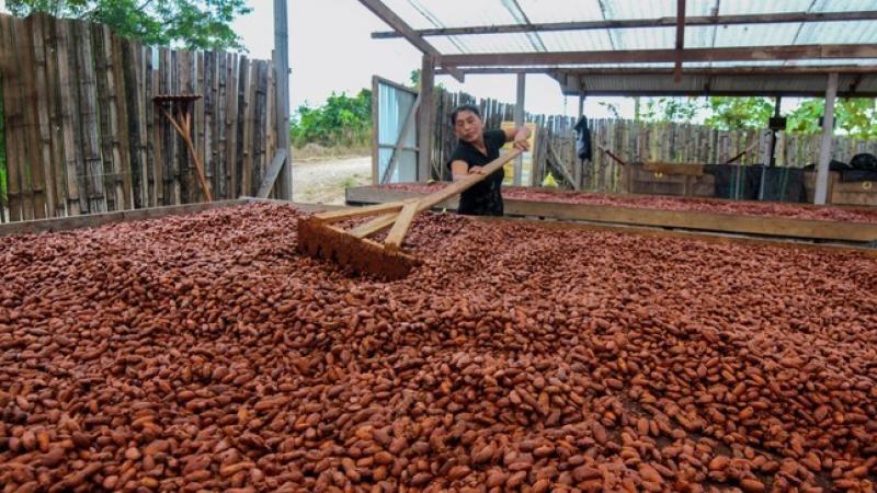 Exportaciones de cacao en grano caen -55.06% en valor y -21,11% en volumen a septiembre del 2026