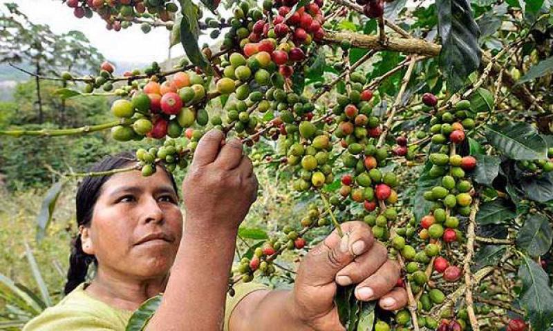 EXPORTACIONES DE CAFÉ ALCANZARÍAN LOS US$ 700 MILLONES ESTE AÑO