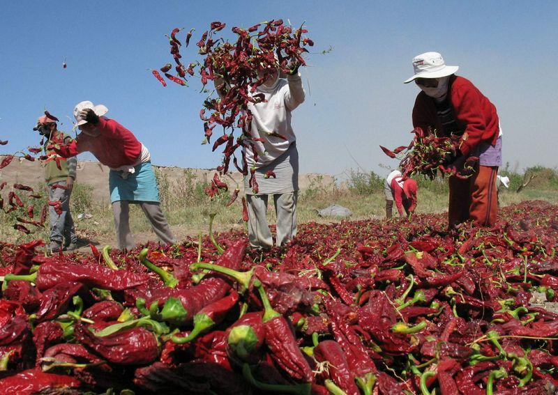 Exportaciones de capsicum cayeron en valor 8.8% en los primeros cinco meses del 2019