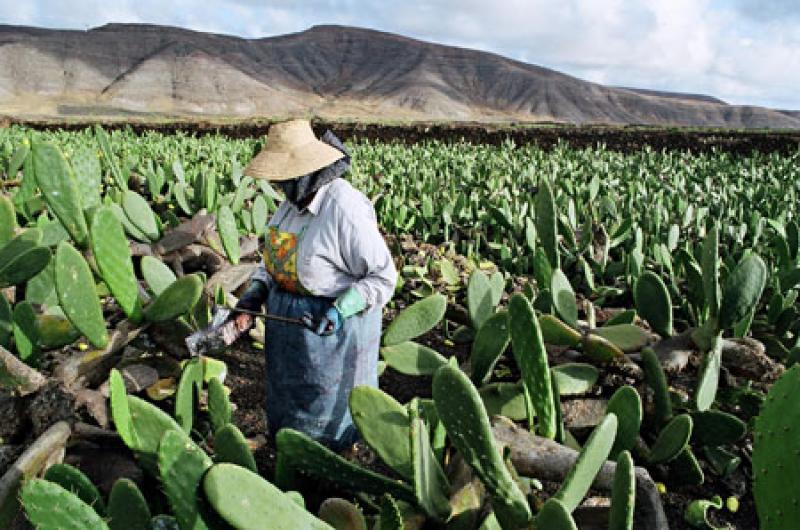 EXPORTACIONES DE CARMÍN COCHINILLA CRECIERON 22,7%