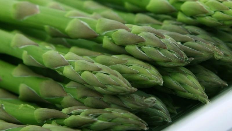 Exportaciones de espárragos de Agrícola Cerro Prieto caerían 16.67% en volumen este año