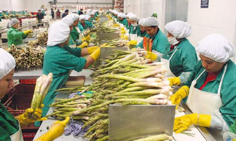 EXPORTACIONES DE ESPÁRRAGOS EN EL 2013 GENERÓ US$ 606 MILLONES