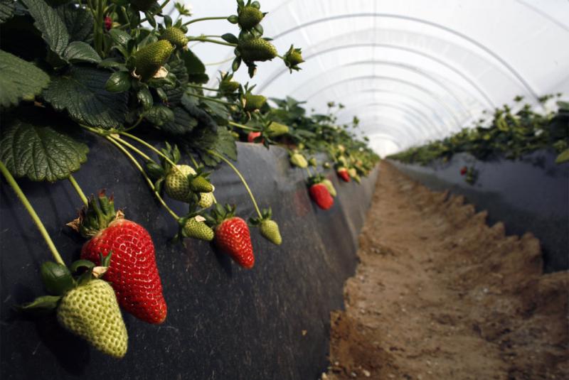 EXPORTACIONES DE FRESAS SUPERARON LOS US$ 2 MILLONES