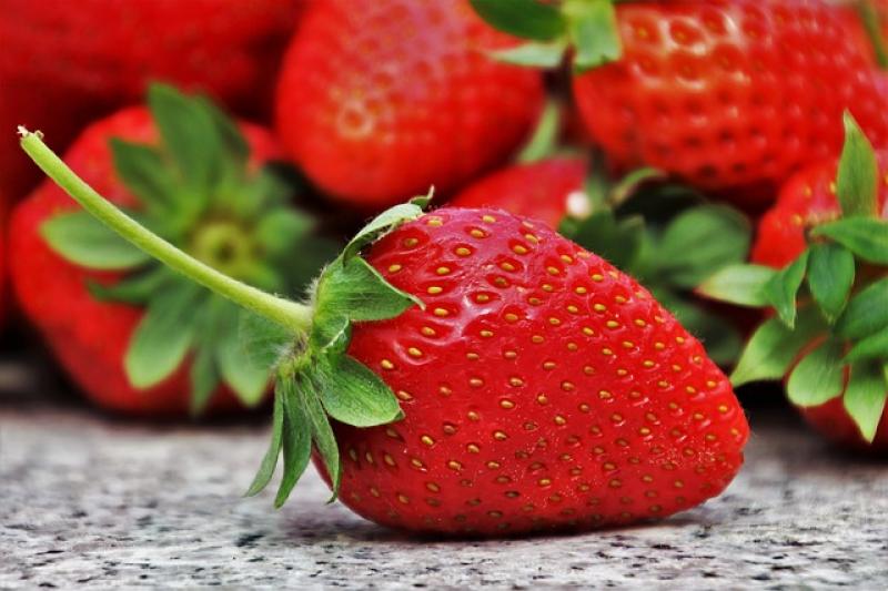 Exportaciones de fresas ya superan los US$ 15 millones