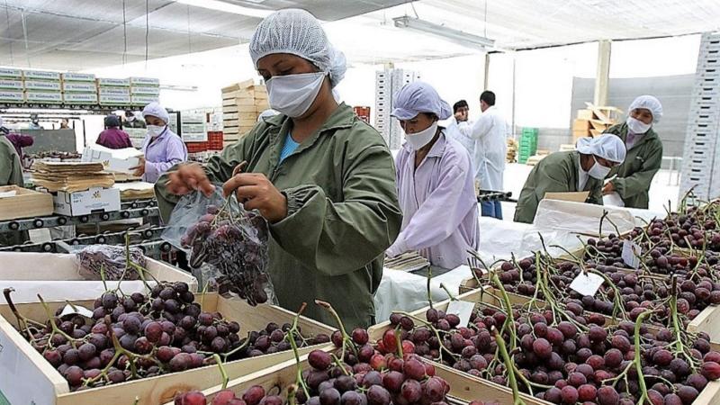  Exportaciones de frutas y hortalizas sumaron US$ 6.983 millones