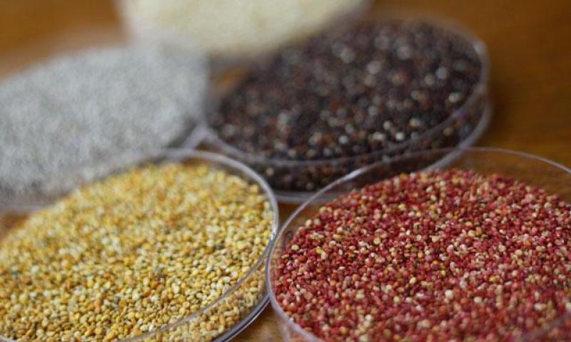 EXPORTACIONES DE GRANOS ANDINOS ALCANZÓ US$ 21.9 MILLONES