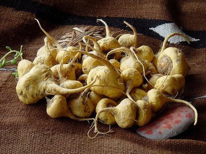 EXPORTACIONES DE HARINA DE MACA SUPERARÍAN LOS US$ 7 MILLONES