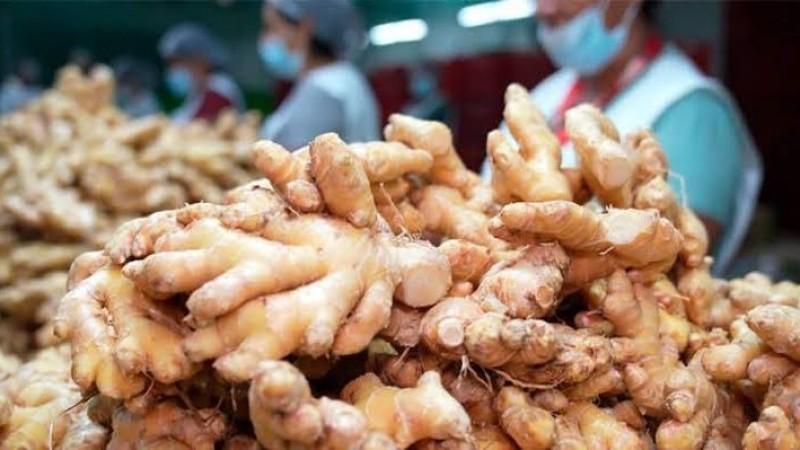 Exportaciones de jengibre fresco crecen 2.09% en volumen hasta el 24 de agosto