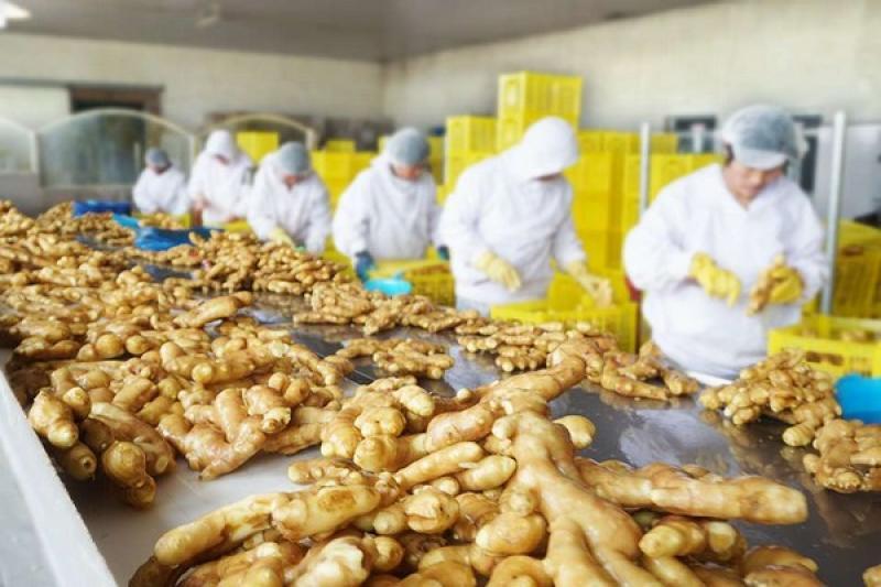 Exportaciones de jengibre fresco crecen en volumen 62% en el primer bimestre del presente año