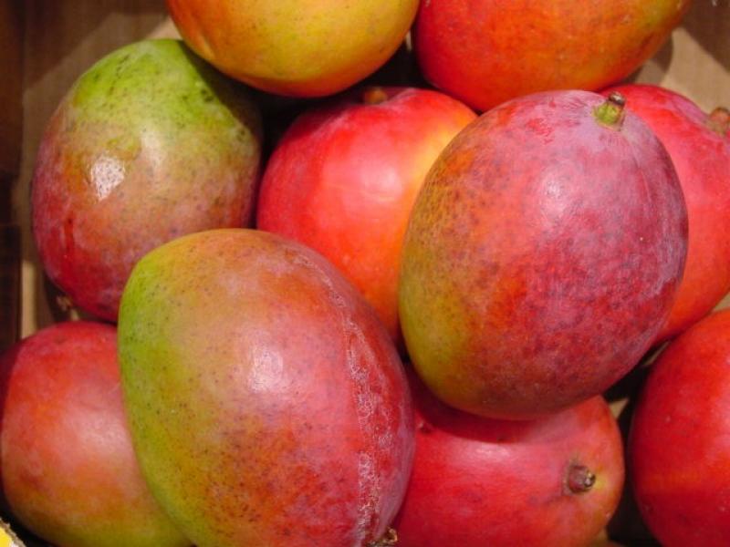 EXPORTACIONES DE MANGO CAYERON 42% 