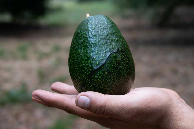 Exportaciones de palta de México retroceden -10% en valor entre enero y noviembre de 2023