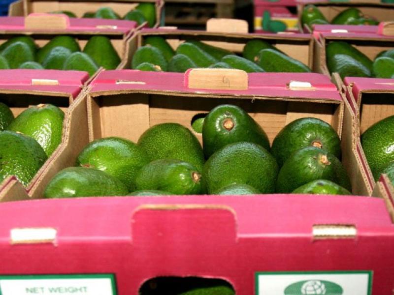 EXPORTACIONES DE PALTA FRESCA CAYERON EN 23%