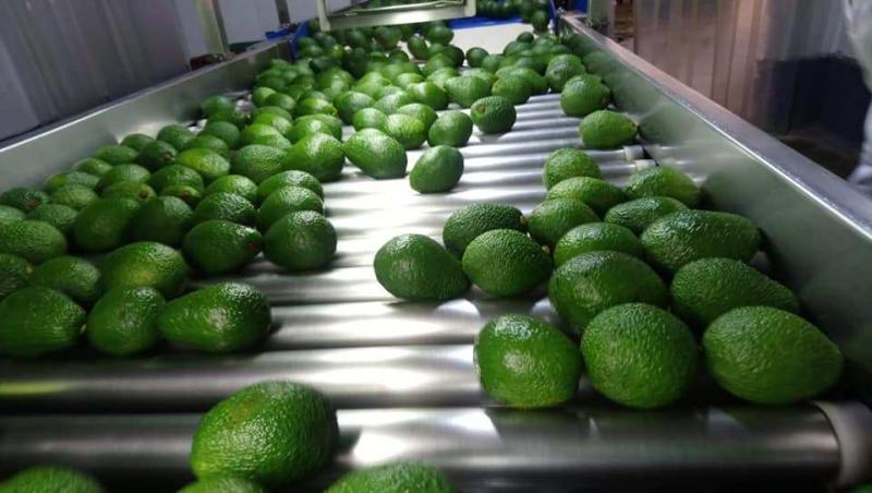 Exportaciones de palta Hass alcanzarían los US$ 770 millones al cierre del presente año