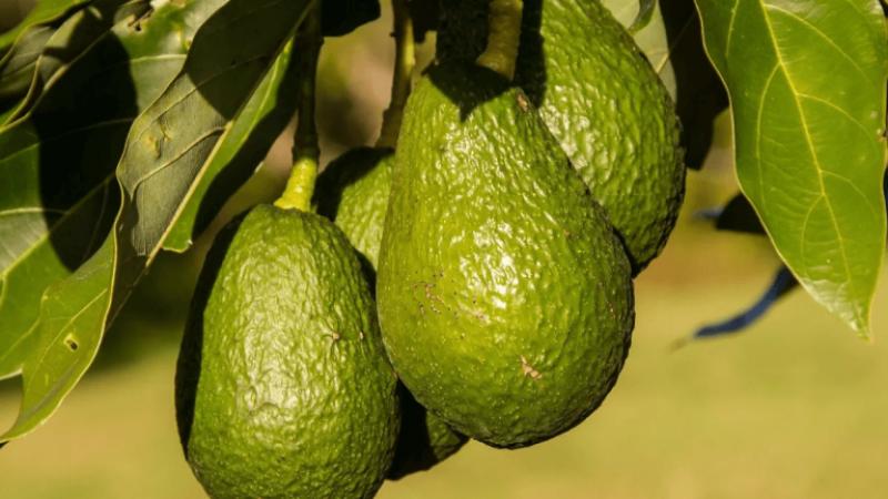 Exportaciones de palta sudafricana crecieron 58% en valor y 9% en volumen entre enero y julio del 2021