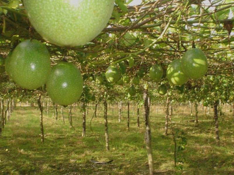 EXPORTACIONES DE PARTIDA DE JUGO DE MARACUYA AUMENTARON 5%