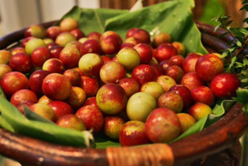 Exportaciones de pulpa de camu camu alcanzaron valores de US$ 112 mil en el primer cuatrimestre