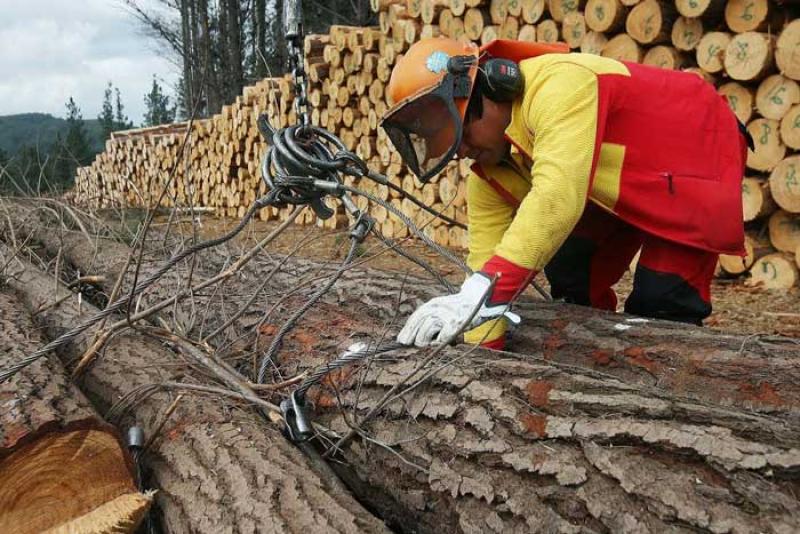 Exportaciones del sector forestal tienen oportunidades para crecer