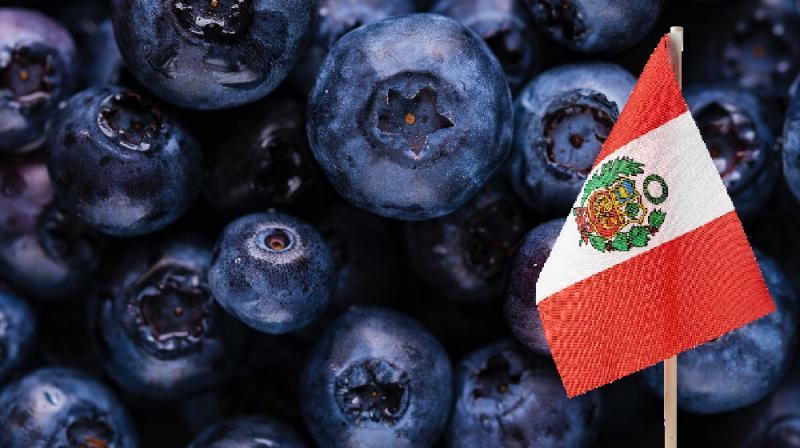 Exportaciones peruanas de arándanos crecerían 20% en volumen en la campaña 2025/2026