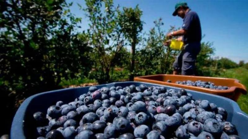 Exportaciones peruanas de arándanos crecerían 31.43% en volumen y 12.72% en valor en campaña 2022-2023