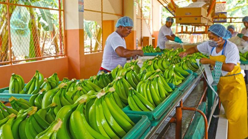 Exportaciones peruanas de bananos crecieron 66.3% en los últimos cinco años