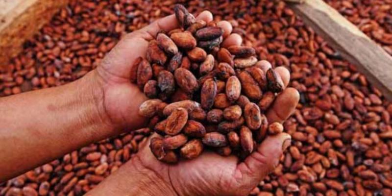 Exportaciones peruanas de cacao crecieron 12% en volumen, pero cayeron 1% en valor en la primera mitad del 2022