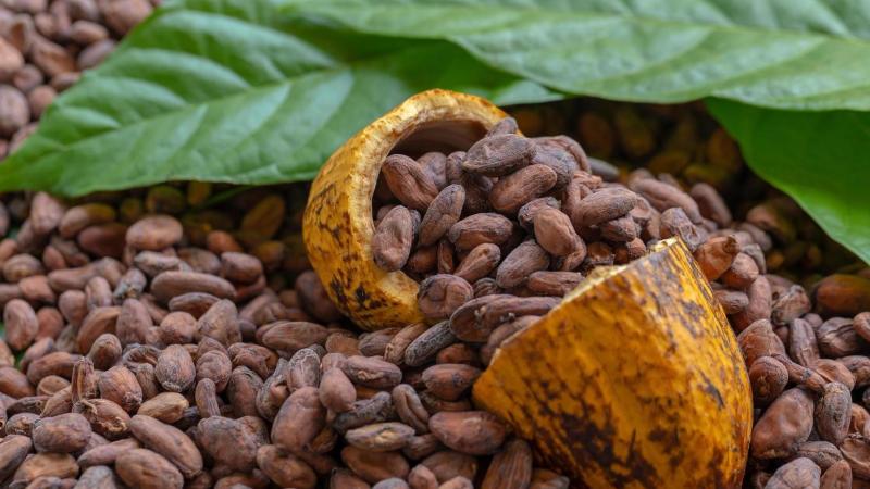 Exportaciones peruanas de cacao en grano sumaron 10.889 toneladas por US$ 70 millones en septiembre