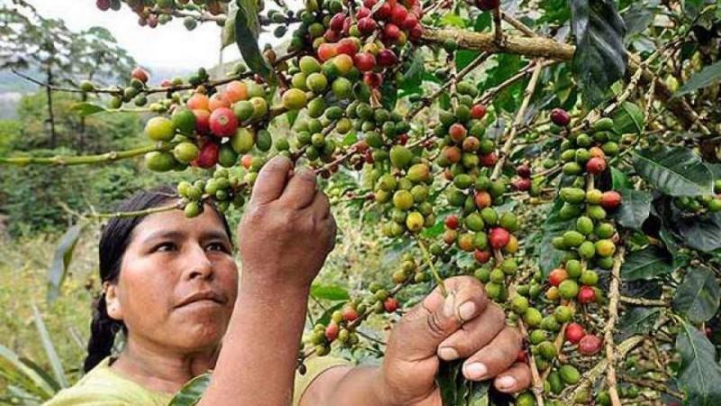 Exportaciones peruanas de café crecerían 17.07% en volumen y 31.89% en valor al cierre de 2024