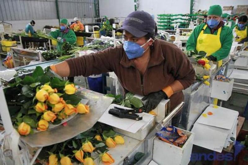 Exportaciones peruanas de flores cayeron en valor 32% en el primer trimestre del año