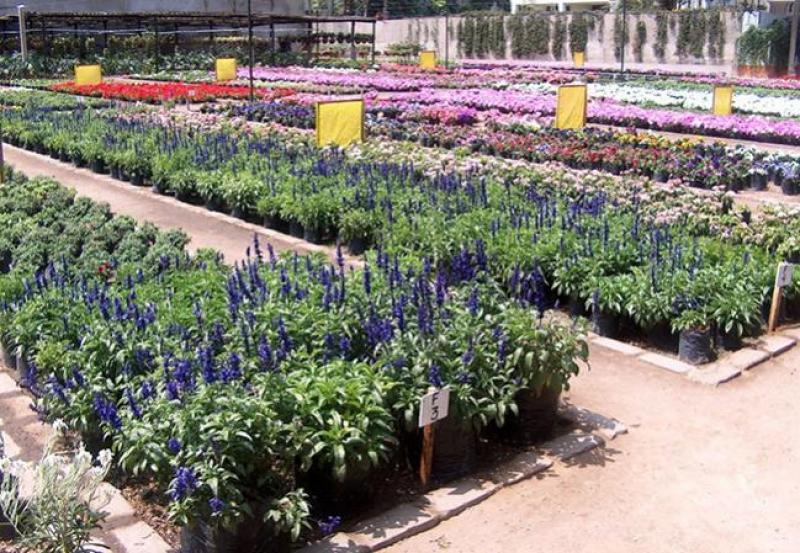 Exportaciones peruanas de flores sumaron US$ 2.072.000 en primer trimestre del 2022